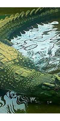 Lolong, Filipino-born saltwater crocodile, dies at age -1